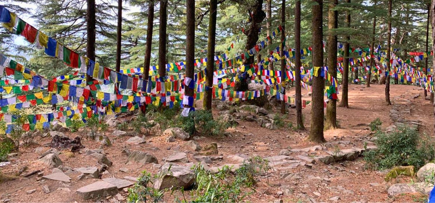 Iyengar yoga practice at Sangatreya Yog Shala, Dharamkot